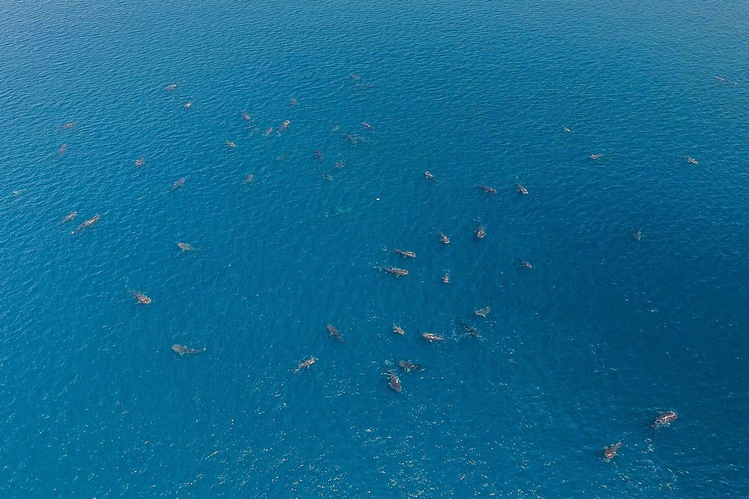2025 Recap: From Science to Protection for Ocean Giants — Marine ...