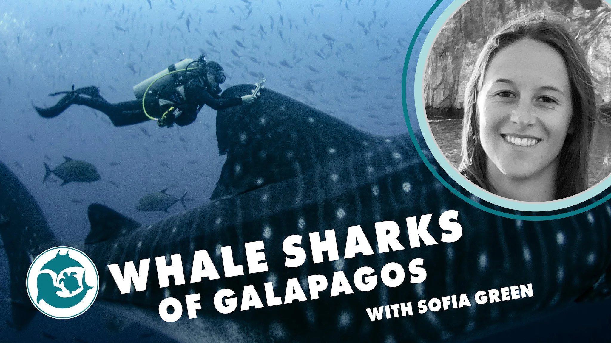 OCTOBER: Tagging Whale Sharks in Galapagos with Sofia Green
