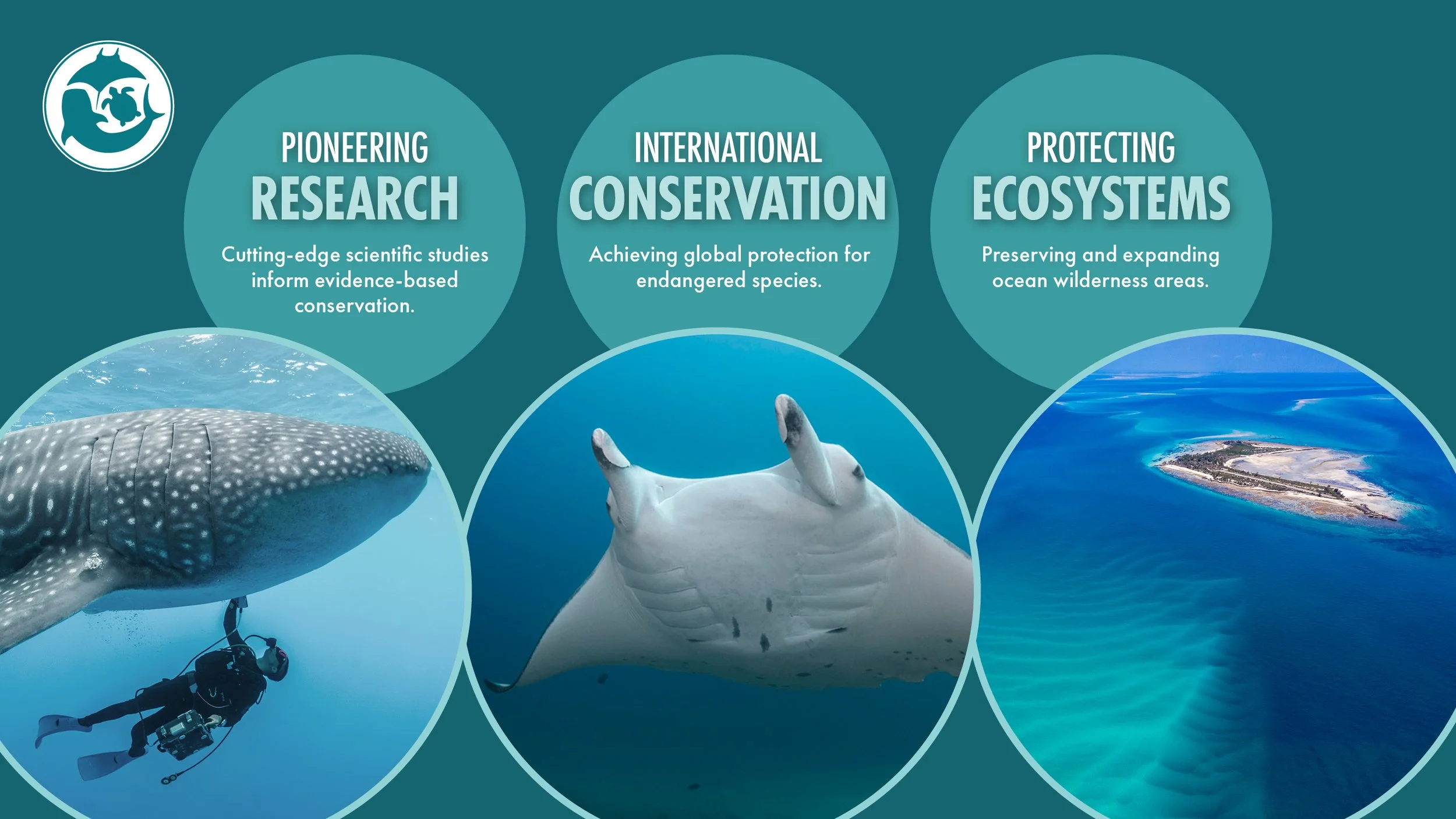 Our Strategy — Marine Megafauna Foundation