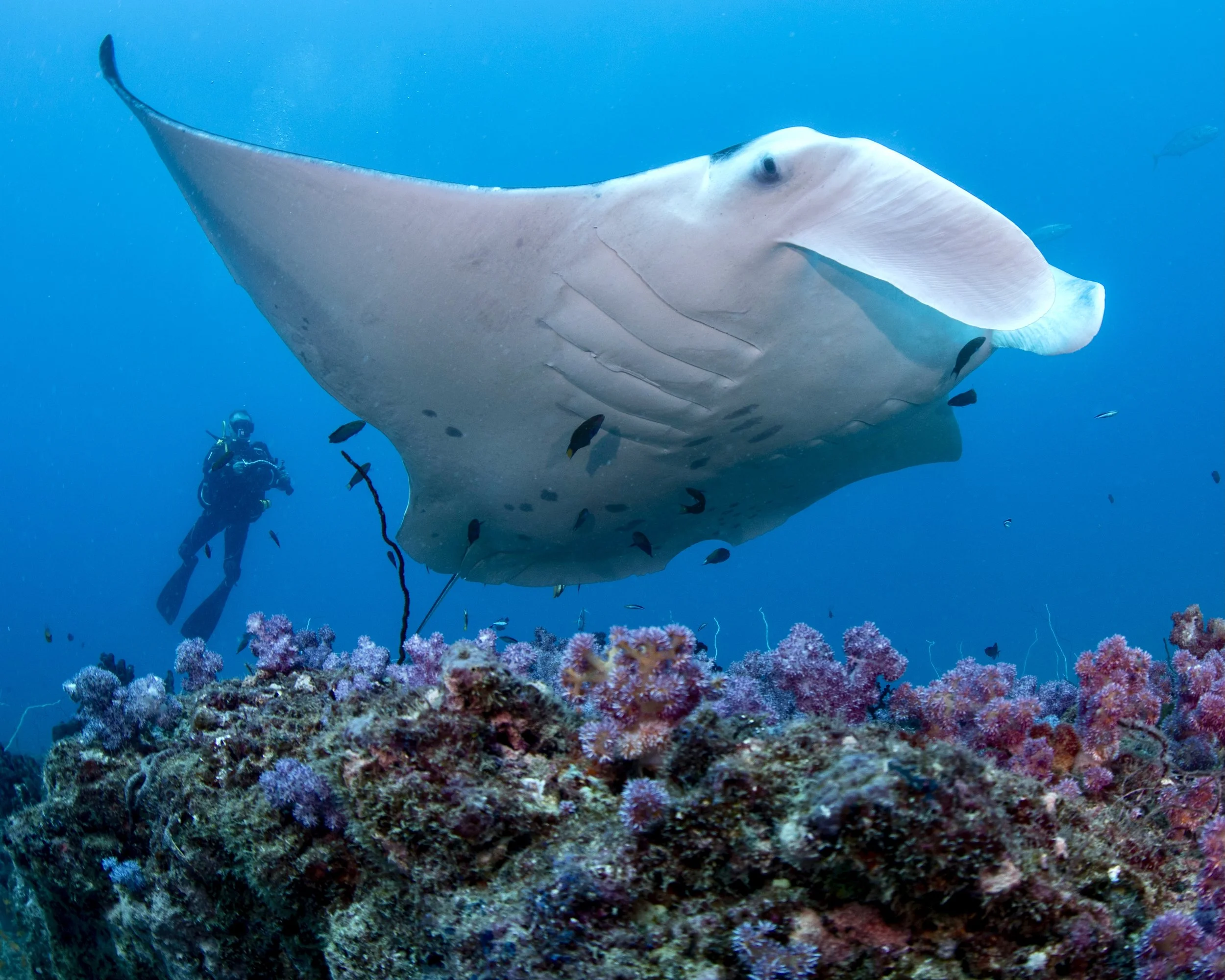 Inhambane Seascape in Mozambique Recognized as Mission Blue Hope Spot ...