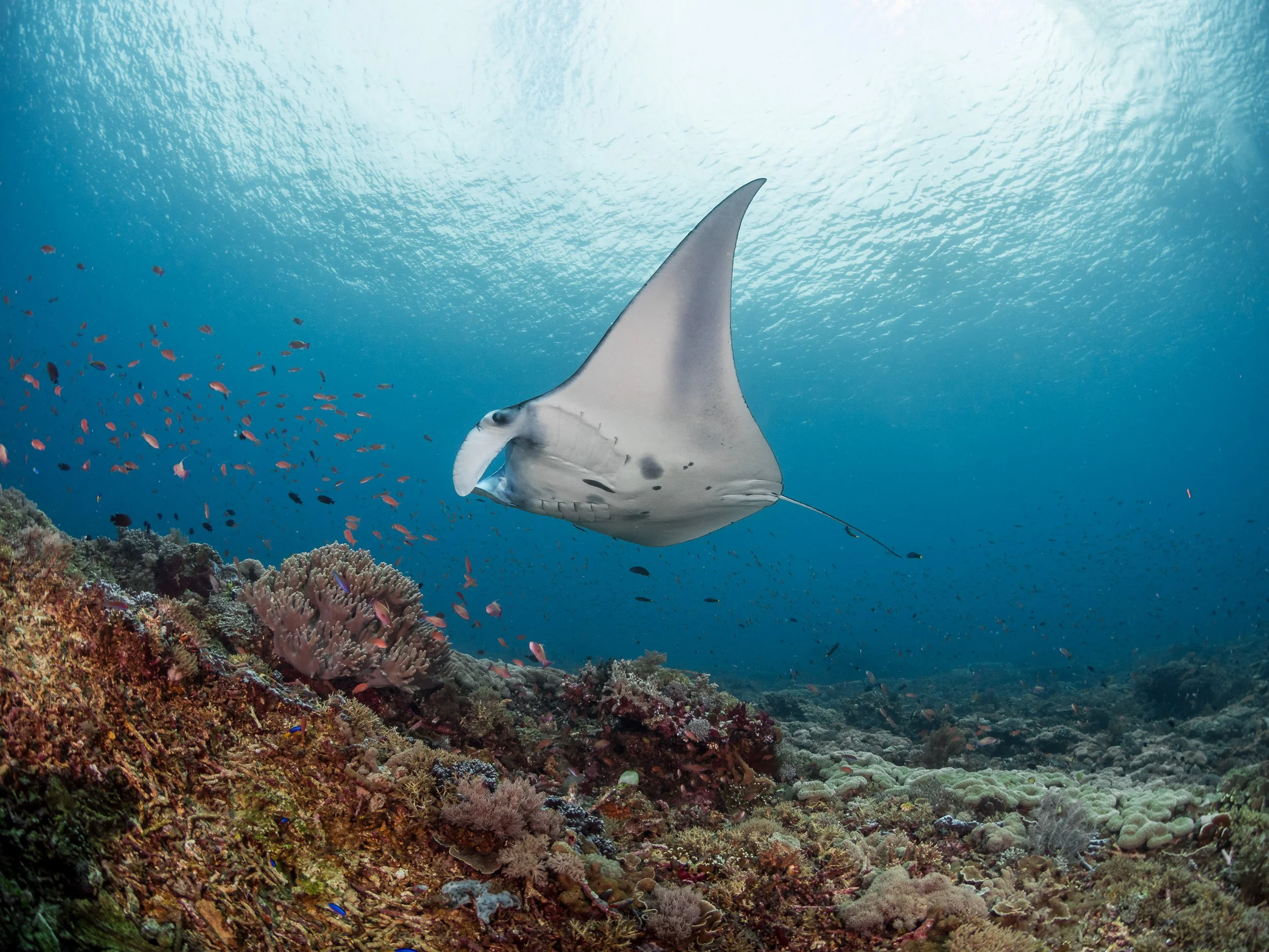 Manta Rays Gliding Through Komodo Waters
