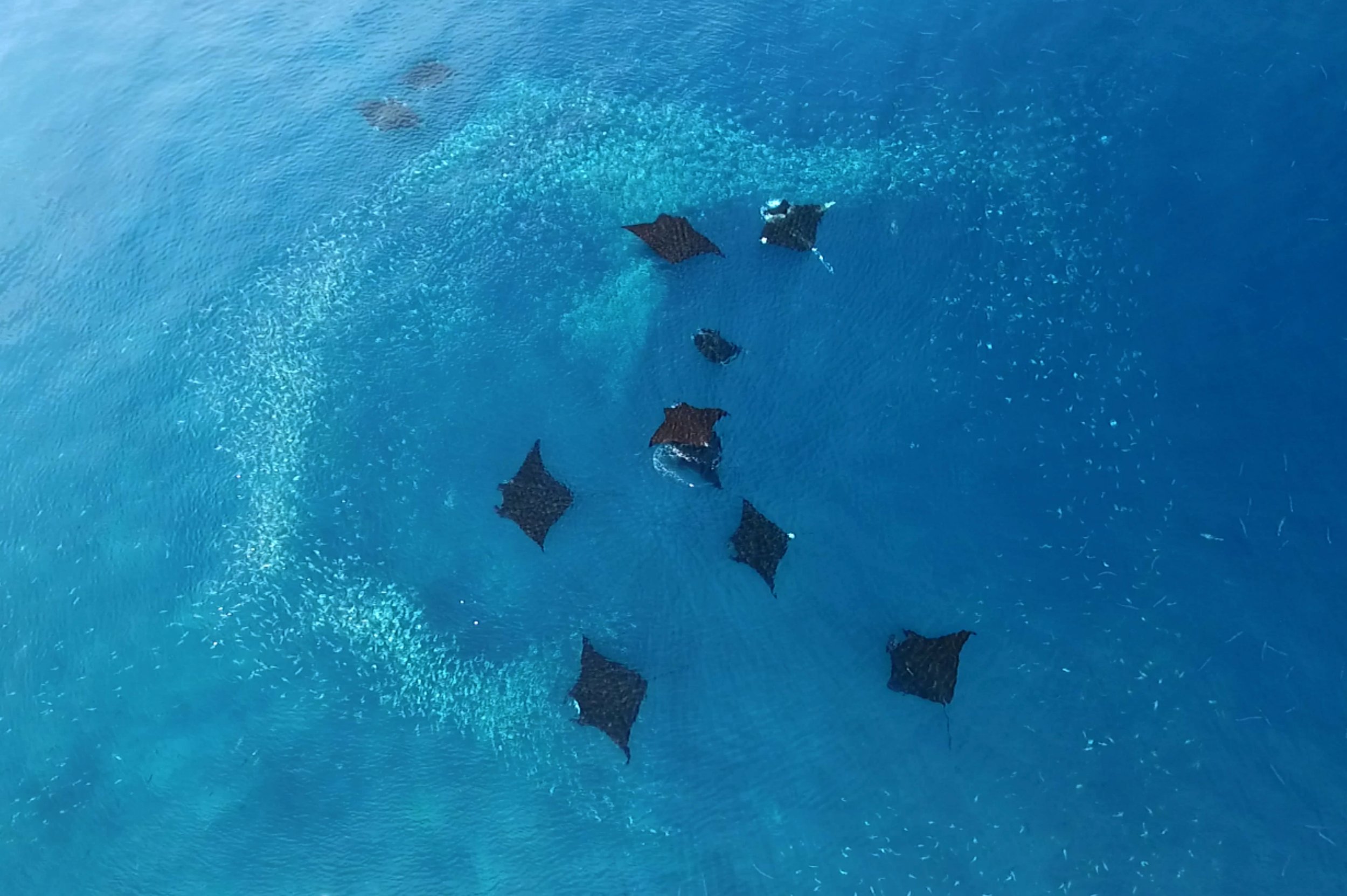 New Study Shows Reef Manta Ray Social Relationships Depend on