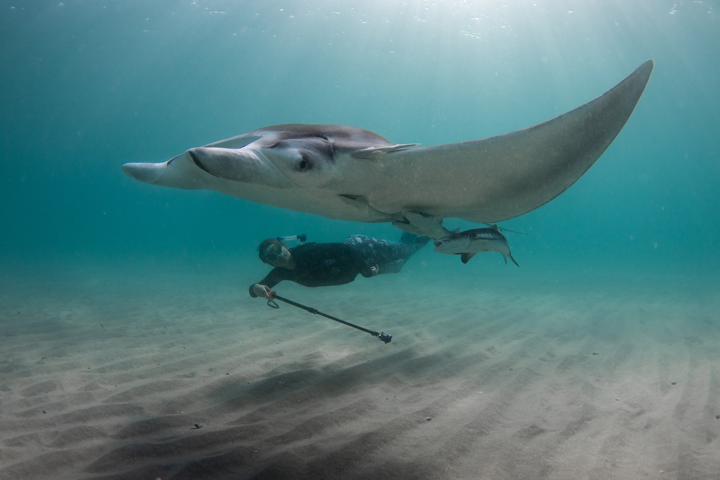 The Florida Manta Project — Marine Megafauna Foundation