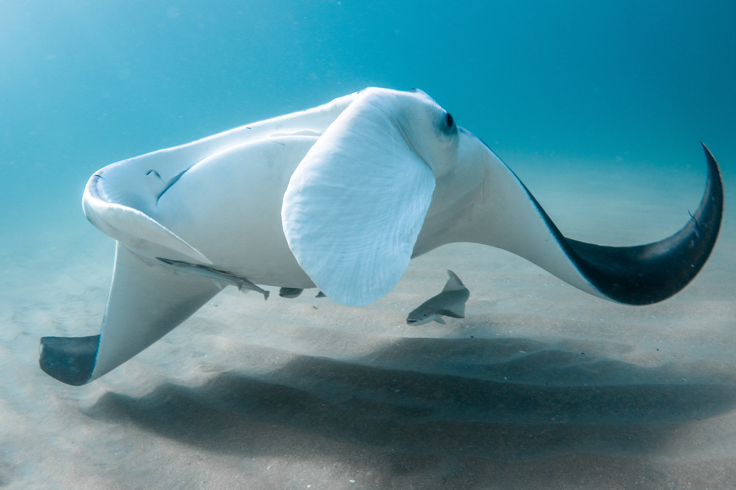 Giant oceanic manta ray  Ocean giants - educational exhibition