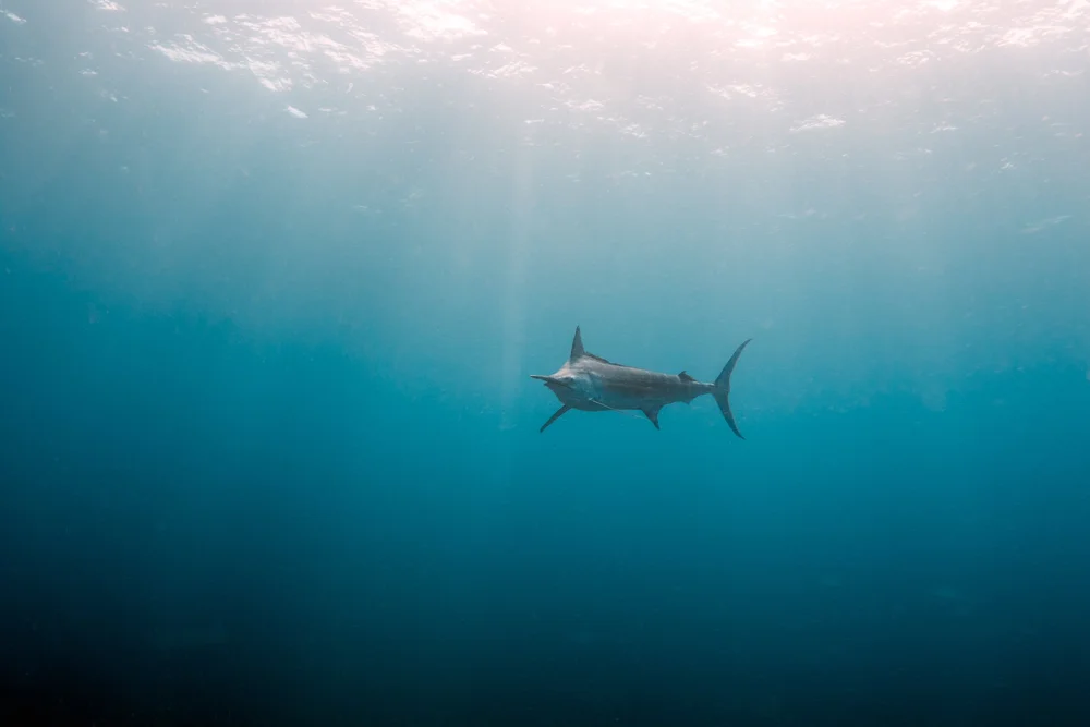 Mozambique Marlin Research Project — Marine Megafauna Foundation