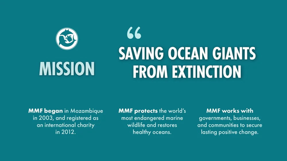 Our Strategy — Marine Megafauna Foundation
