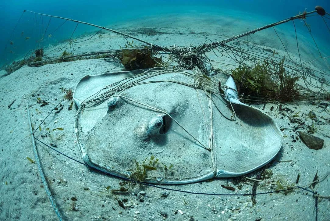 Overfishing-low.jpg