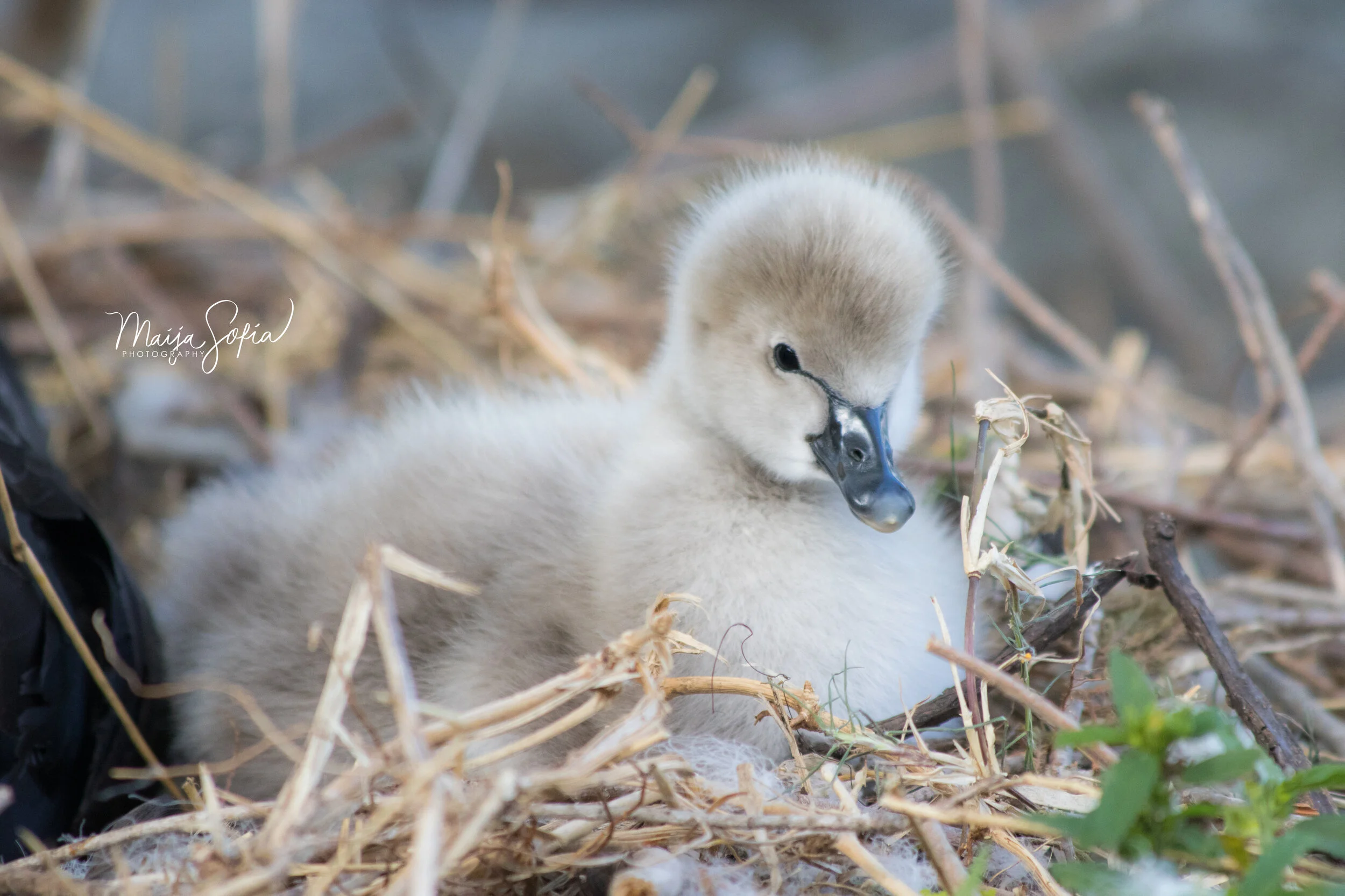 Australian Black Swan Cygnet