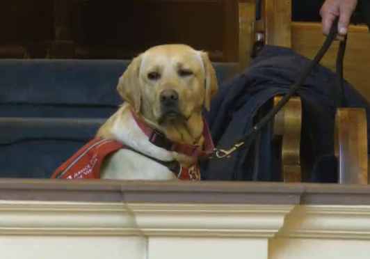 A service dog, a yellow Labrador Retriever, sitting inside a building with a blue couch and wooden furniture in the background, wearing a red vest and on a leash held by a person.