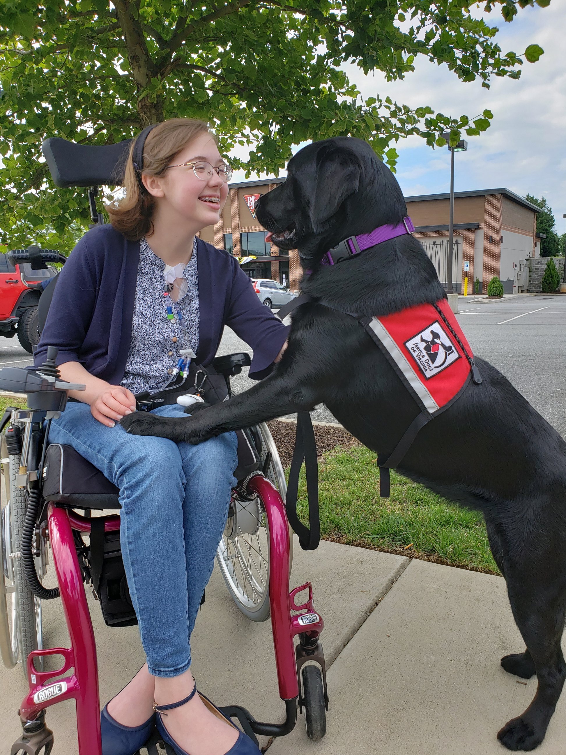 A young woman in a wheelchair smiling at a black guide dog with a purple collar and red vest, in an outdoor parking lot.