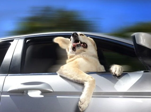 A dog sticking its head out of a car window with a blurred background.