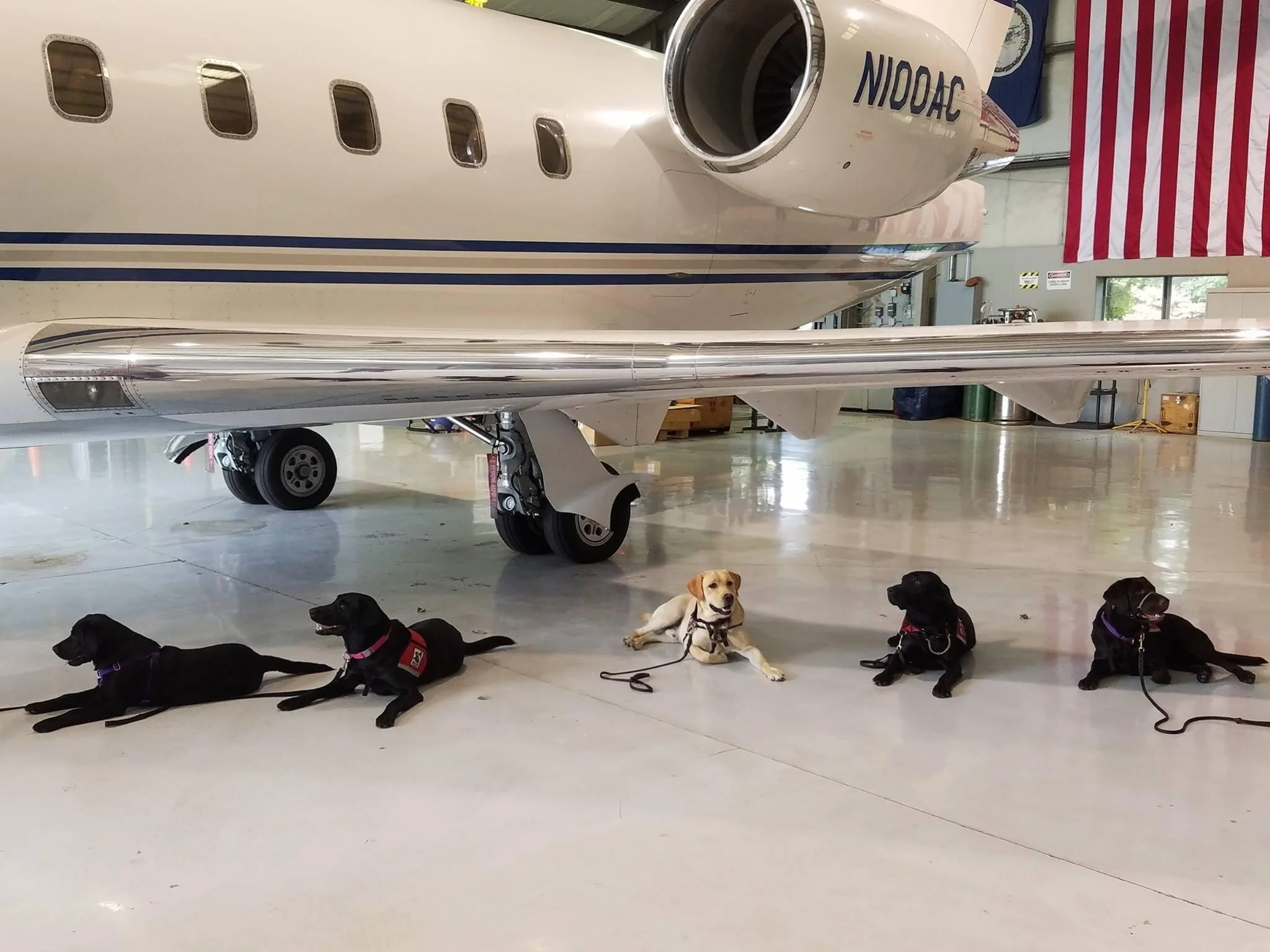 Five dogs are lying on the floor in front of a private jet inside an aircraft hangar, with an American flag hanging on the right side of the image.
