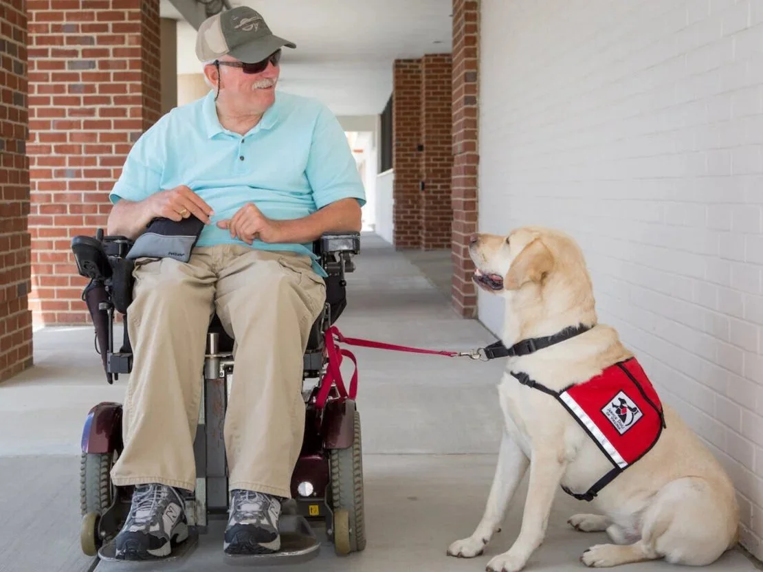 Two service dogs, Mesa and Ammo, working in public
