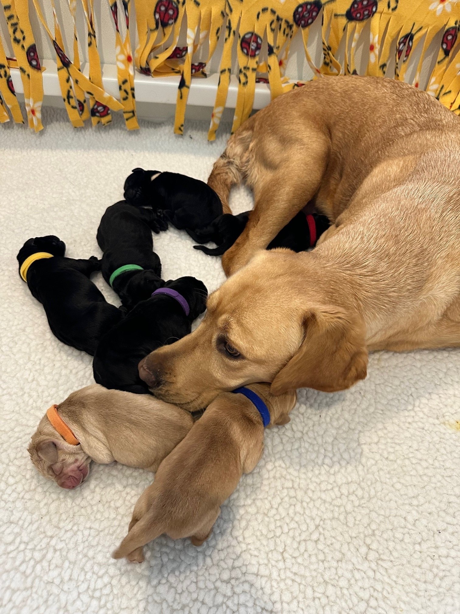 Puppies 3.jpg