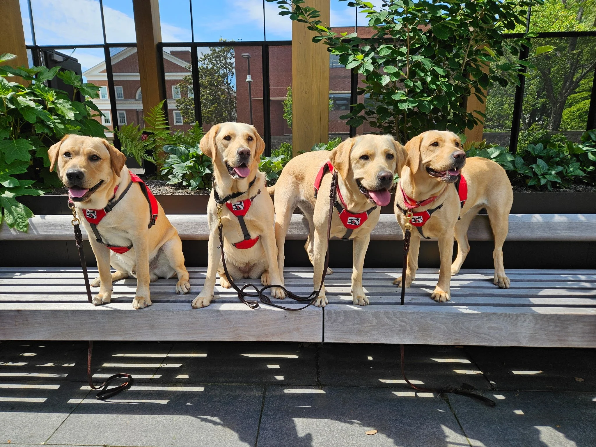 Four Labrador dogs with red harnesses sitting on a wooden bench outdoors, surrounded by green plants, with a background of buildings and trees under a blue sky.
