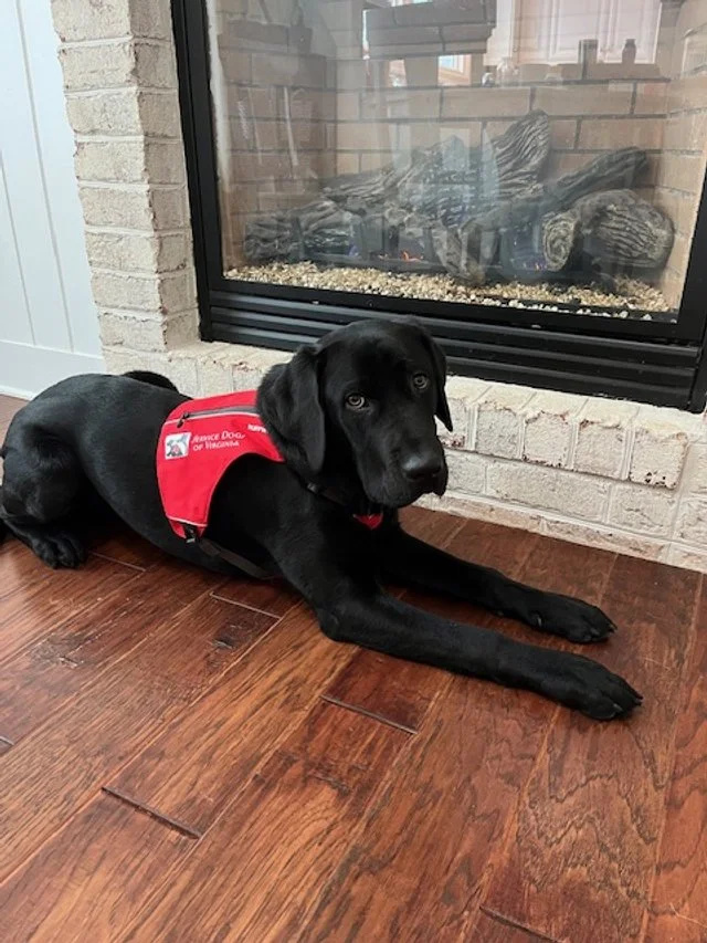 A black Labrador puppy lying on a wooden floor next to a fireplace with a red service dog vest on.
