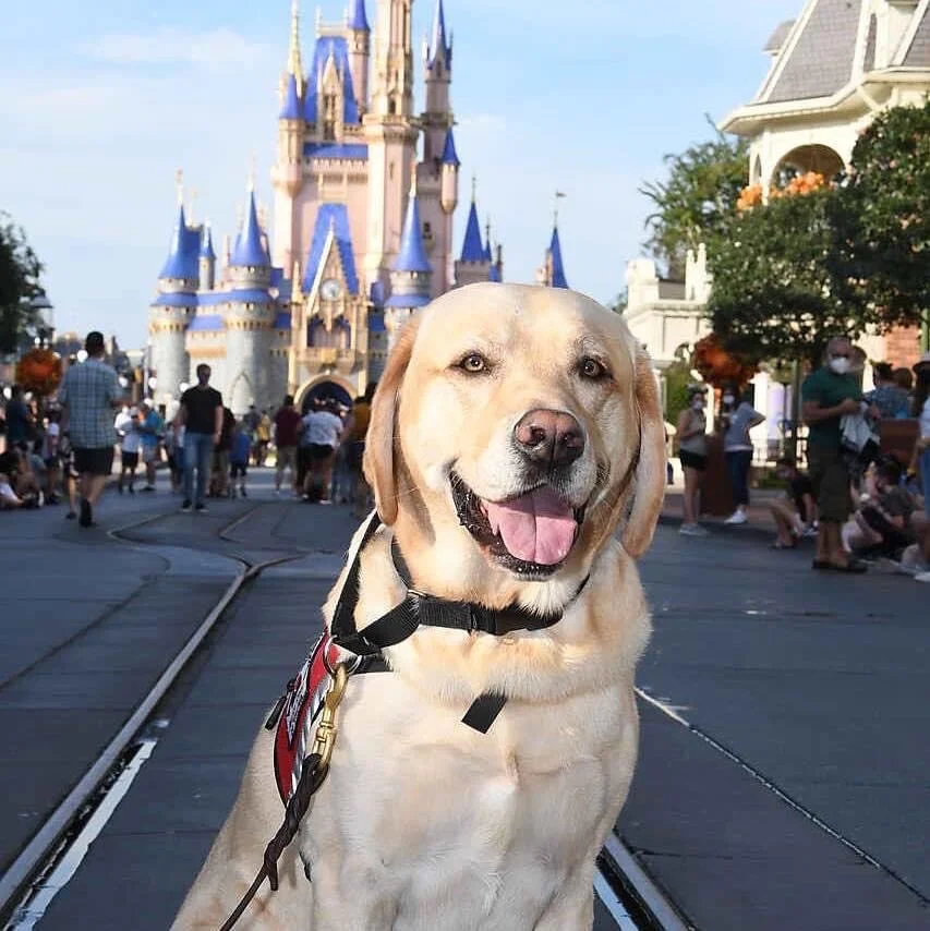 ptsd service dog