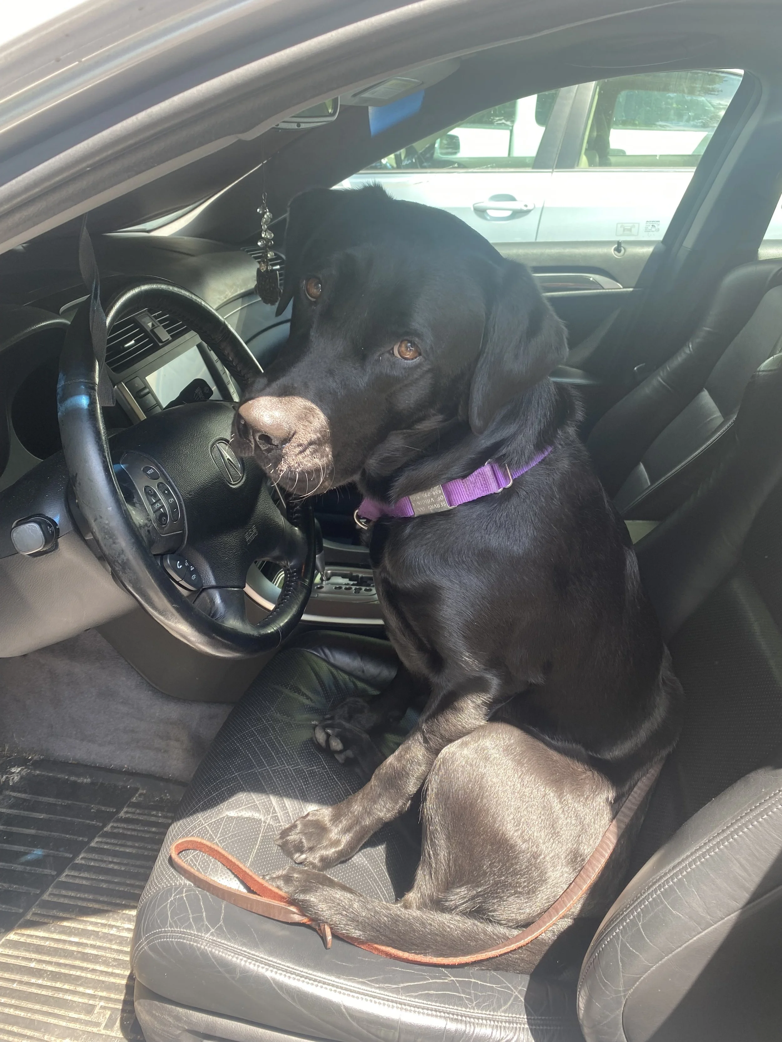A black dog with a purple collar sitting in the driver’s seat of a car, looking at the camera. The car's interior is visible, with a black steering wheel and dashboard.