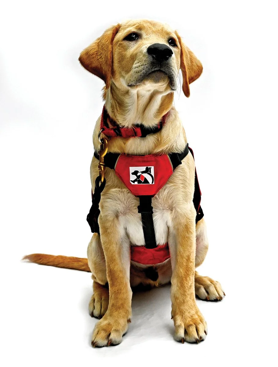 Service dog puppy in training vest, sitting