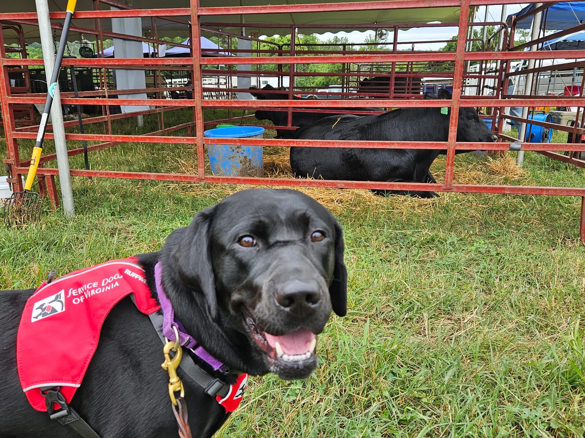 A service dog in a red vest standing on grass near a farm animal enclosure with black cows lying on hay.