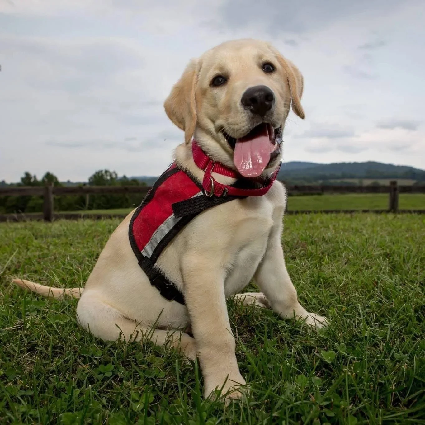 puppy tongue.jpg