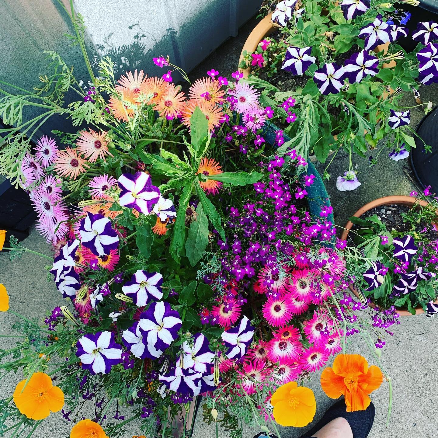 Backyard beauties. #plantfamily #flowersarefriends