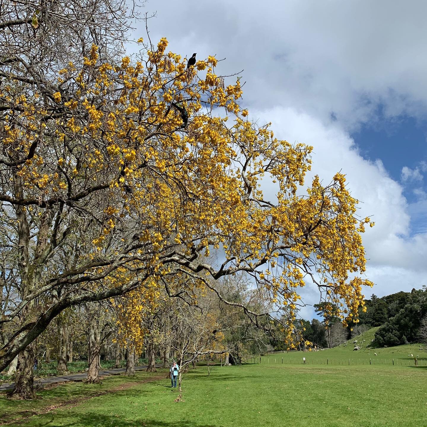 Spring a la Cornwall Park. #kowhai #tui #sprinh