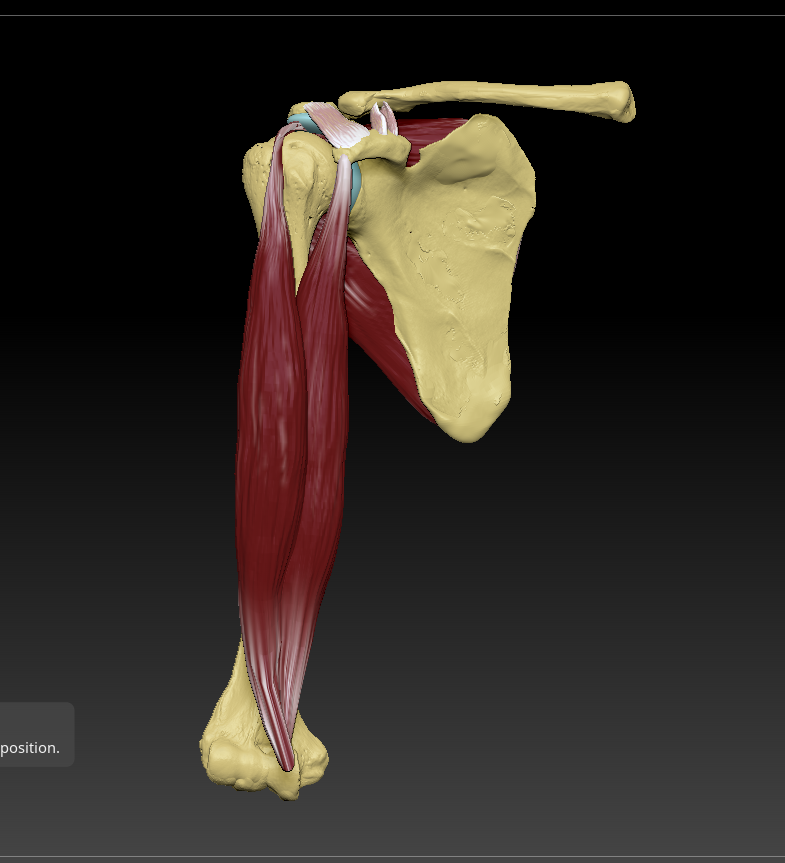 The rotator cuff, made with Zbrush and photoshop
