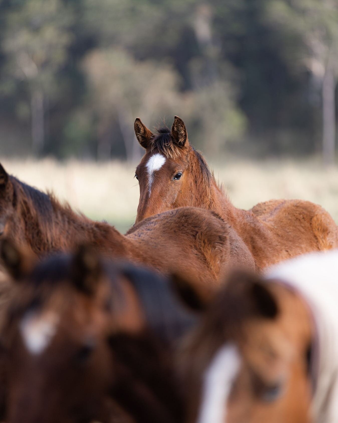 Just foaling around ✌🏼 #TheJtaime