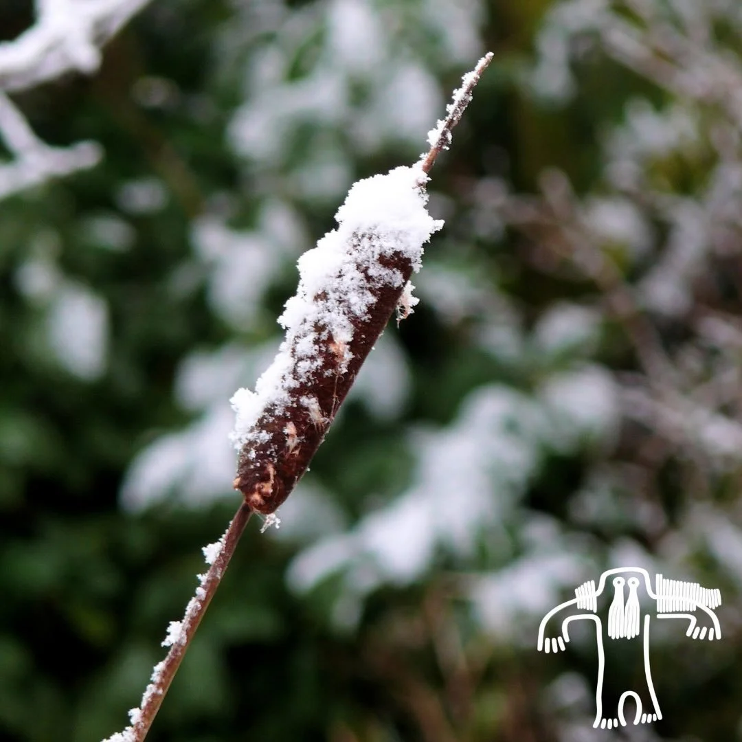 Decoding Frost Patterns

As early winter&rsquo;s embrace strengthens, frost delicately etches an intricate tapestry on branches and leaves. This mosaic of ice crystals transcends mere aesthetics; it carries profound significance in many native cultur