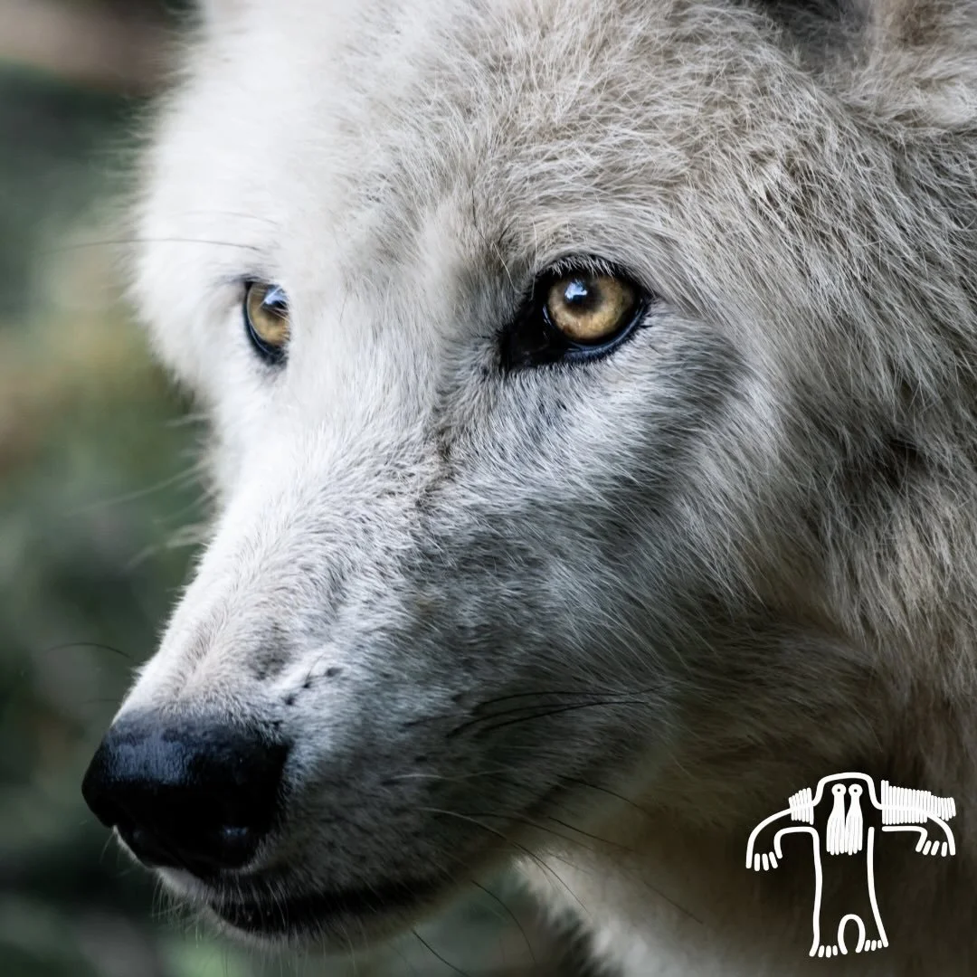 To look into the eyes of a wolfi s to see your soul.
Just be sure something you want to view is there.

~ Haudenosaunee (Iroquois) saying