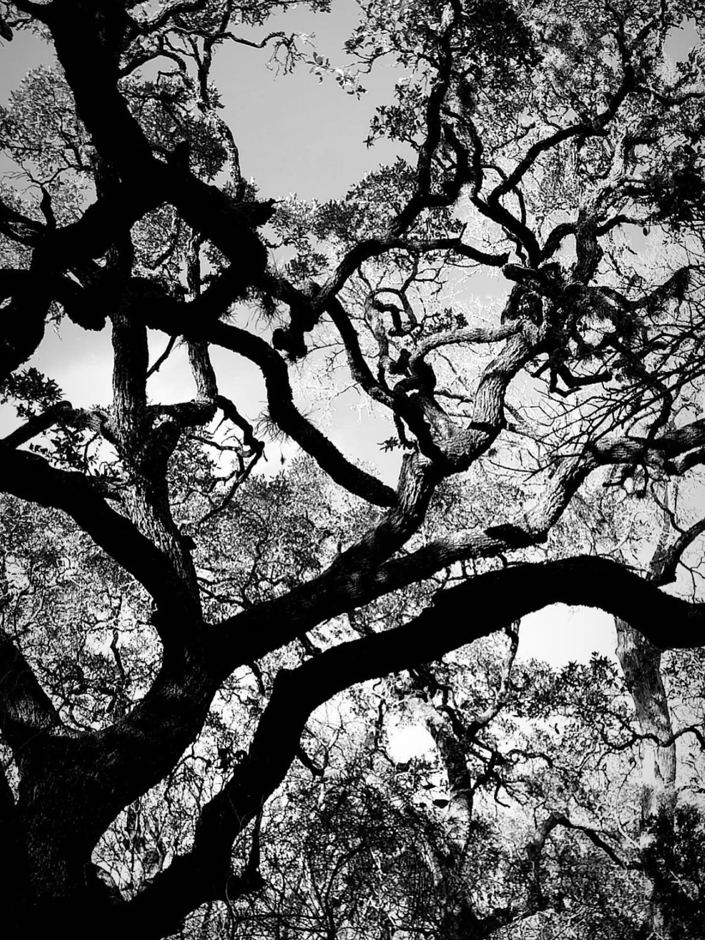 Modern society has forgotten how to listen and speak the language of the land. Man&rsquo;s ability to observe his environment is an inherent human skill that, when honed, can be a remedy for this forgetting.

This week, we invite you to get outside &