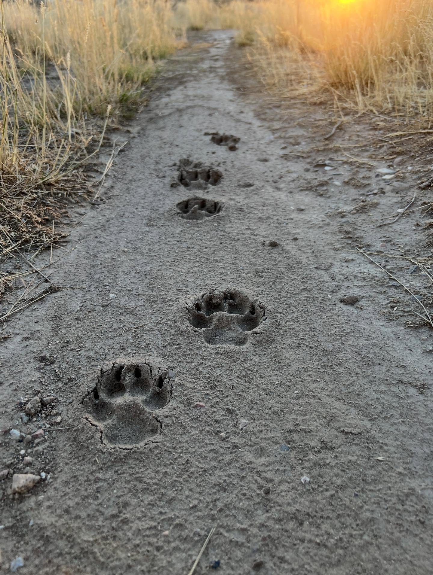 When you see a new trail, or a footprint you do not know, follow it to the point of knowing.

&mdash; Uncheedah, Santee Dakota