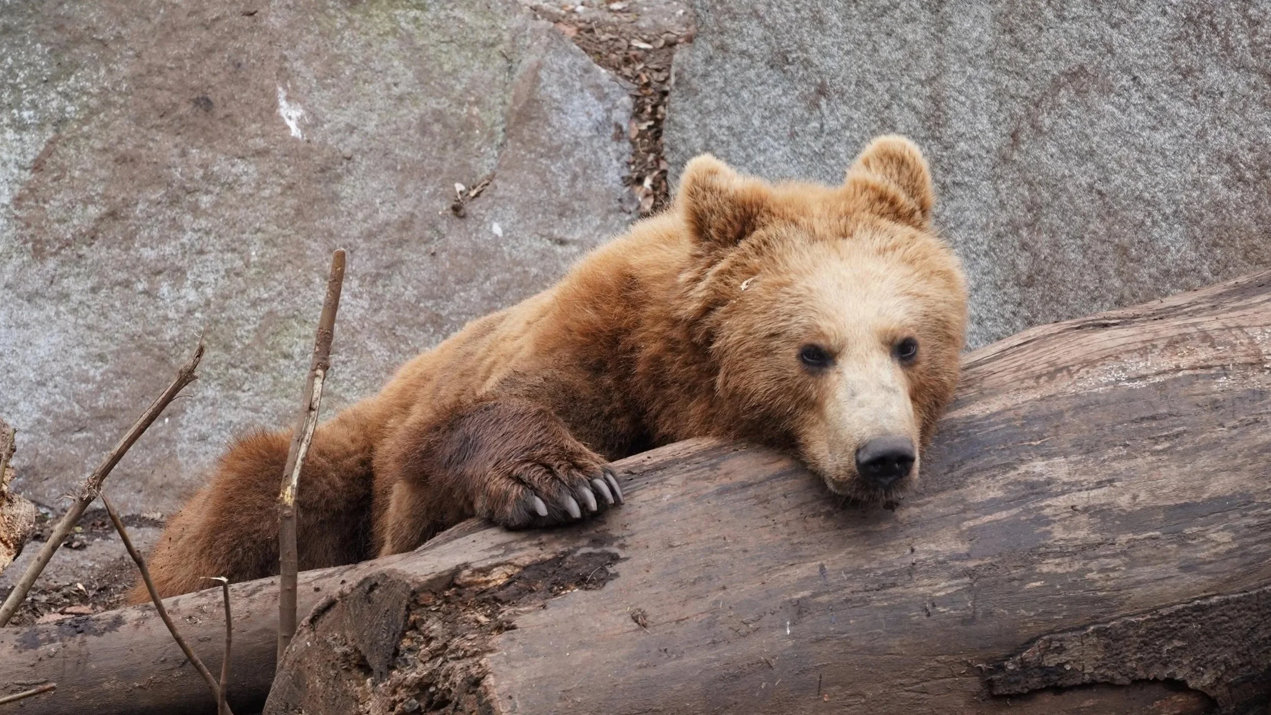 The Bearwalker: Spirit on Two Legs