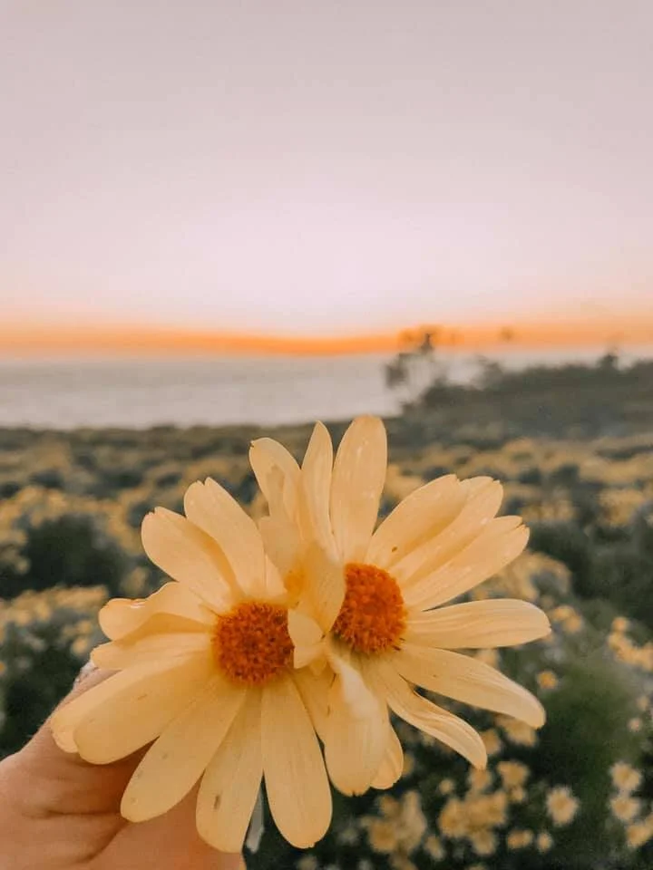 FLOWERRR LA.jpg