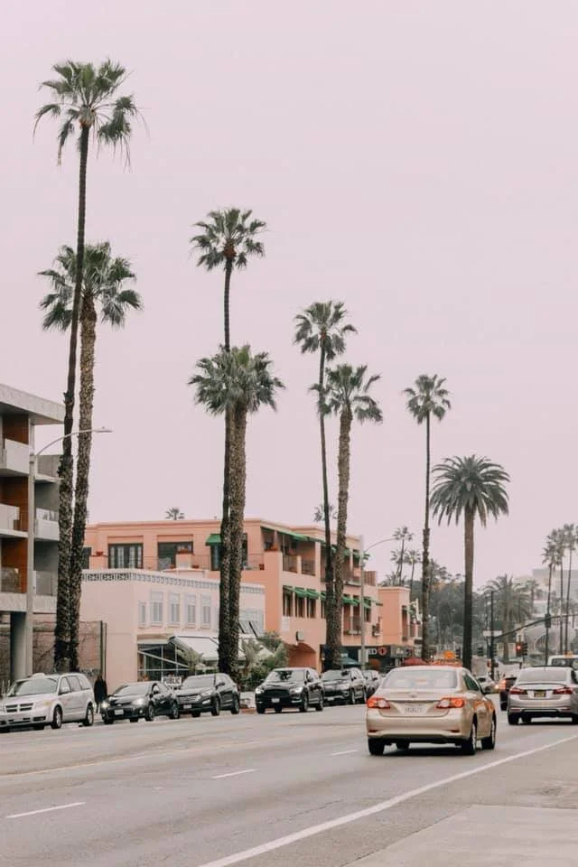 palm trees.jpg