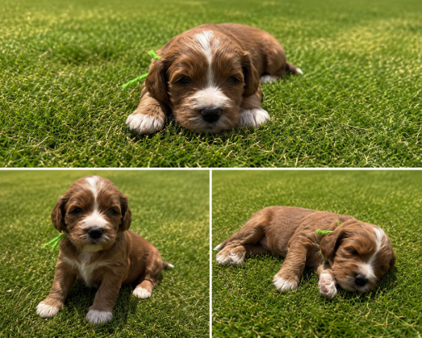 Cavapoo-Green-Sprout.PNG