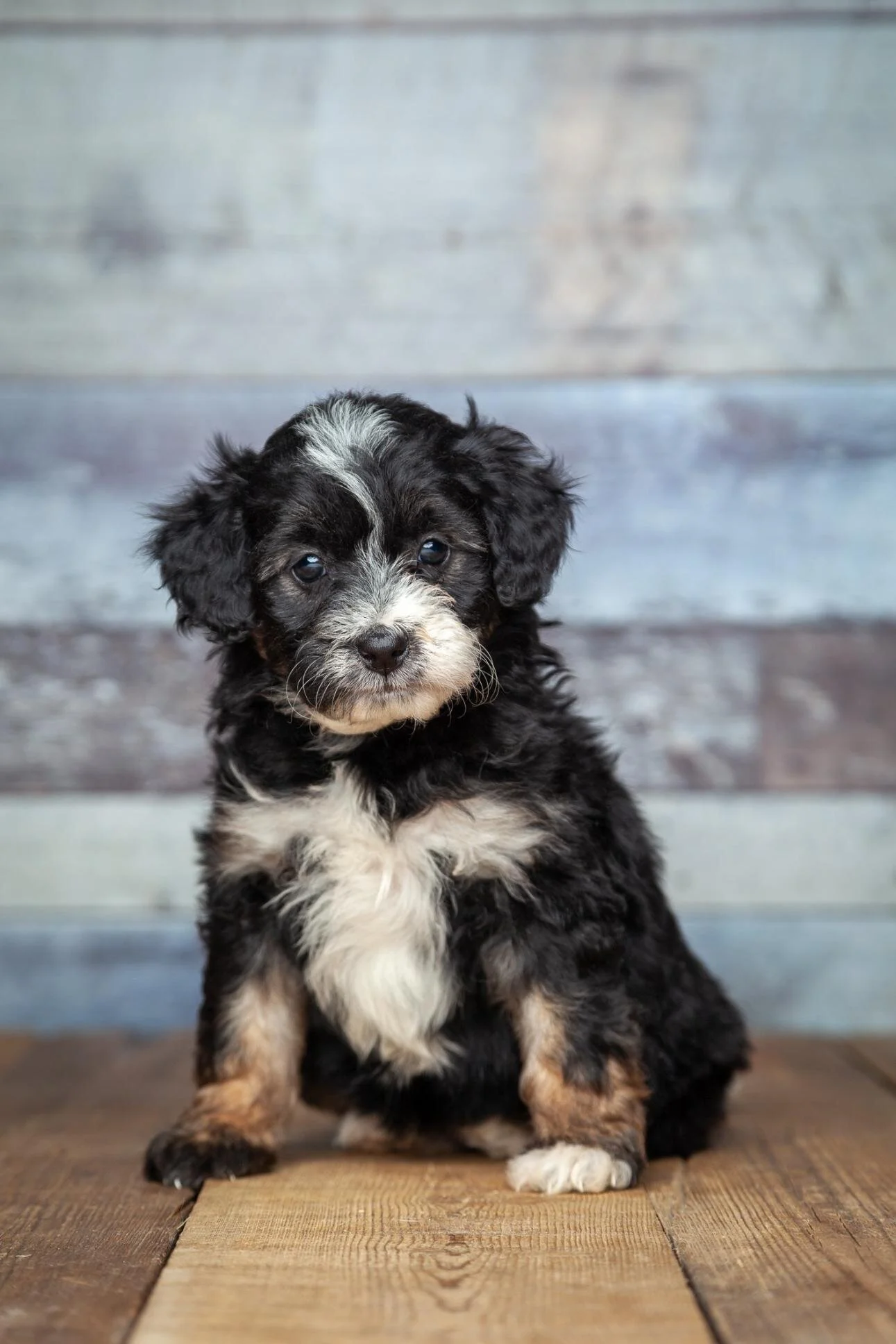 A cute black, white, and tan puppy sitting on a wooden floor with a grayish wooden wall in the background.