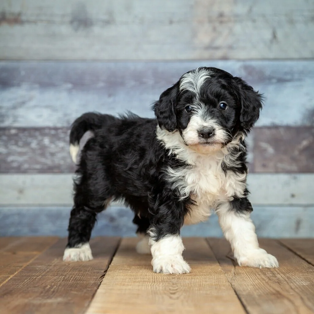A cute black and white puppy standing on a wooden floor with a rustic wall in the background.