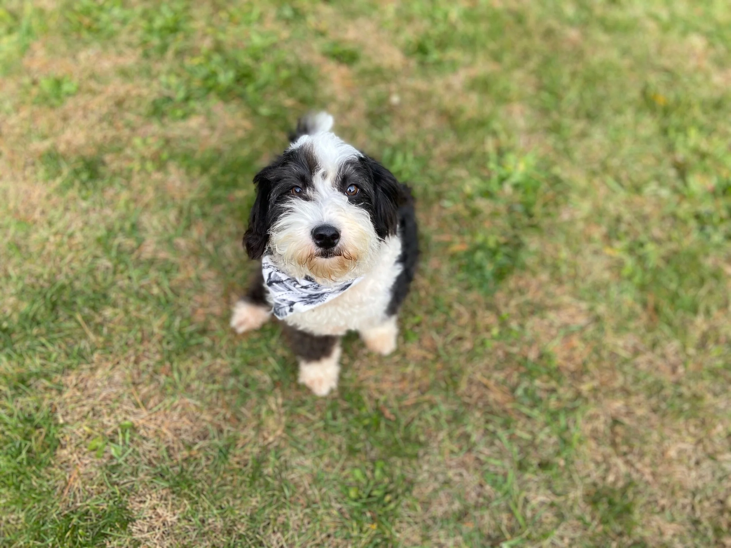 A black and white dog with a bandana around its neck, sitting on grass and looking up at the camera.