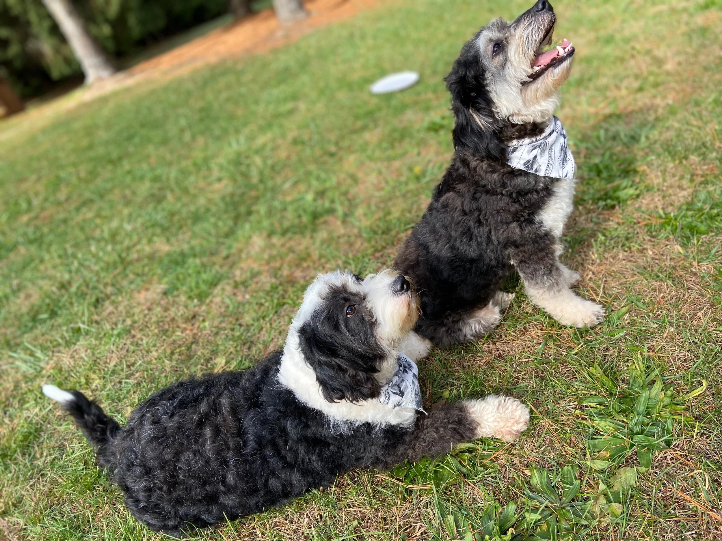 Two fluffy, black and white puppies with bandanas sitting on grass in a yard with trees and a wooden fence in the background.