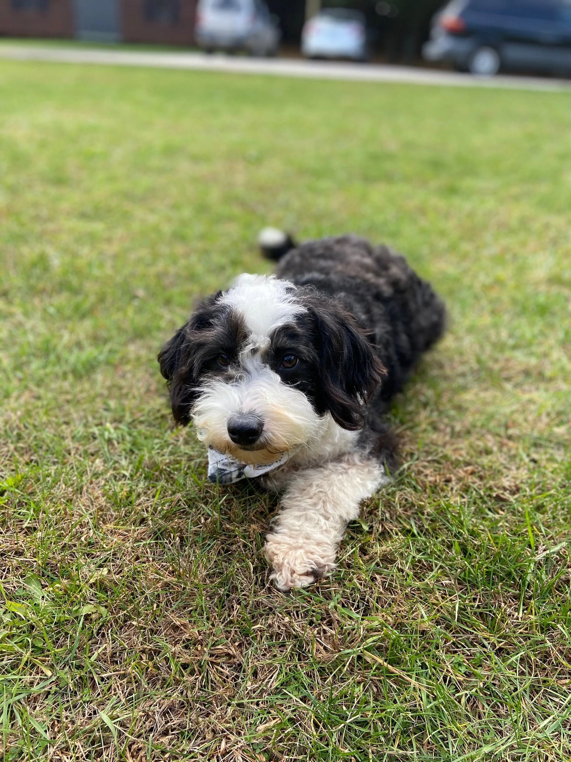 A black and white fluffy puppy lying on grass with cars and a building in the background.