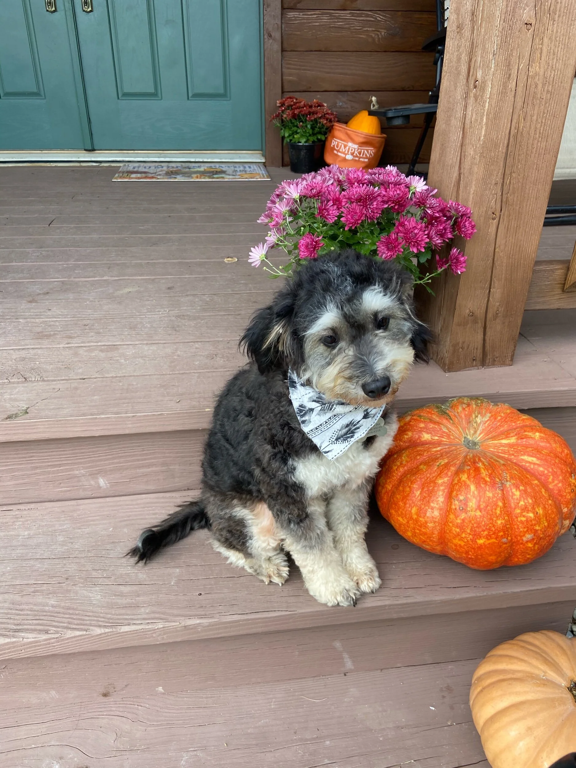 A puppy with a bandana sitting on a porch next to a large orange pumpkin, pink flowers, and other fall decorations.