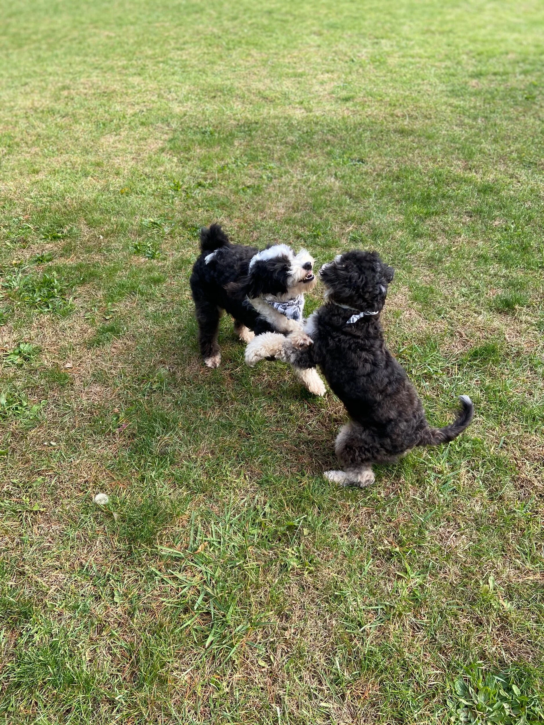 Two fluffy black and white puppies playing together on a grassy field, holding paws and facing each other.