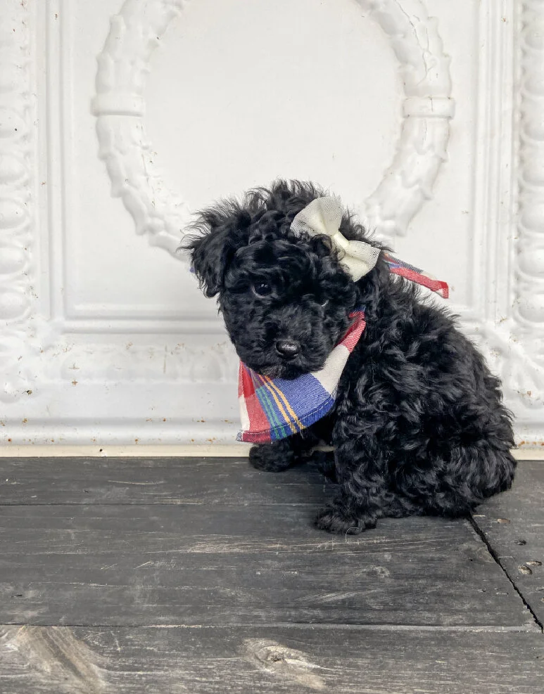 A small black curly-haired puppy with a bow on its head, wearing a colorful bandana, sitting on a wooden surface in front of a white decorative wall.