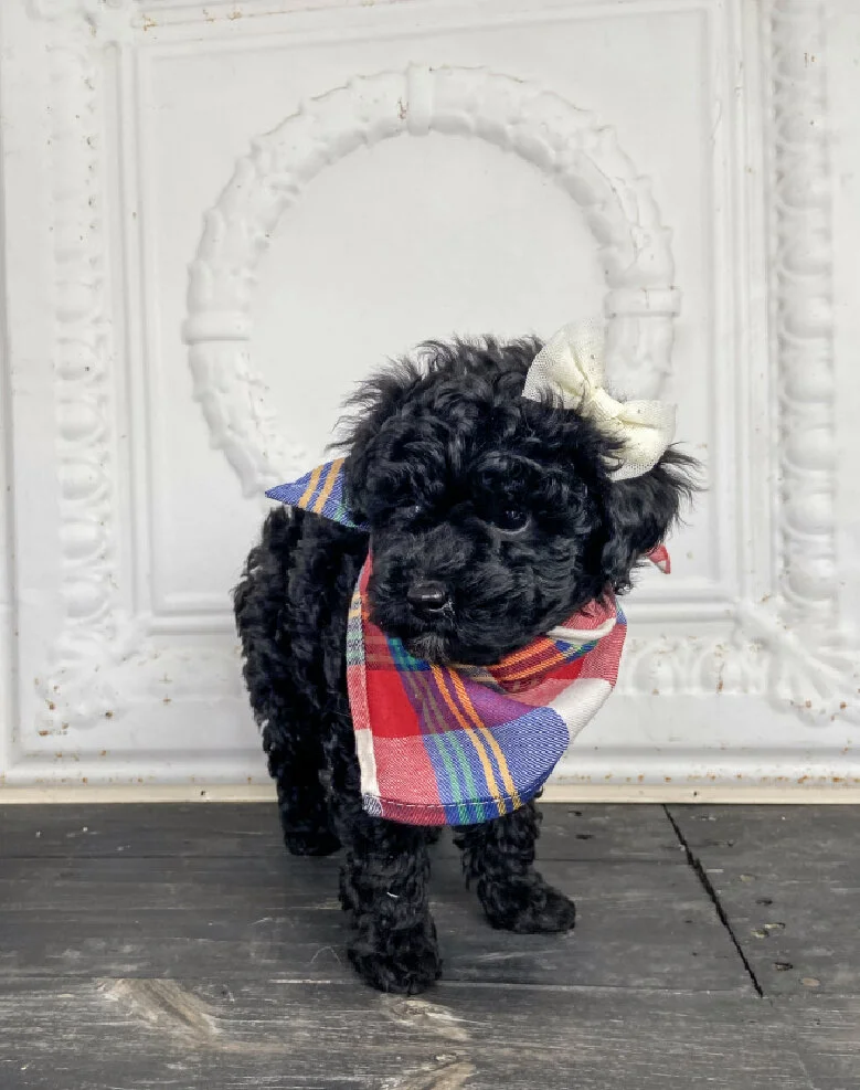 A small black poodle puppy wearing a red, blue, and white plaid bandana and a white bow on its head, standing on a dark wooden floor in front of a white decorative background.