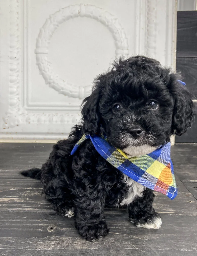 A cute black puppy with curly fur and a white patch on its chest, sitting on a dark wood floor. The puppy is wearing a colorful plaid bandana in blue, yellow, orange, and gray. There is a decorative white wall in the background.