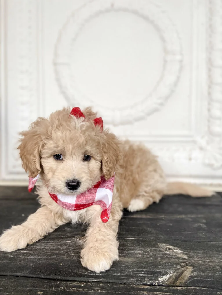 A light brown, curly-haired puppy lying on a dark wooden floor, wearing a red and white checkered bandana and small red bows in its fur, with a white ornate background in the distance.