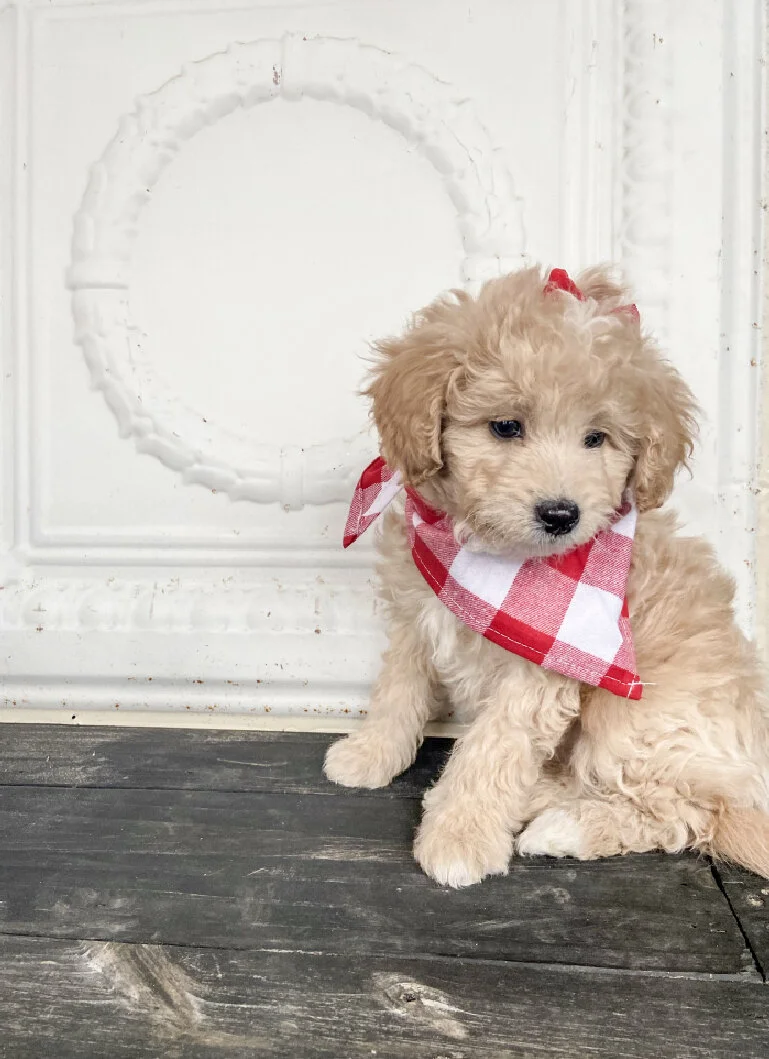 A adorable light tan curly-haired puppy with a red and white checkered bandana sitting on a wooden floor in front of a white decorative door with a round window.