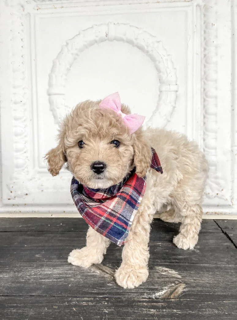 A cute light brown puppy with curly fur, wearing a pink bow on its head and a plaid bandana, standing on a dark wooden floor against a white decorative background.